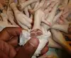 Frozen chicken Feet, Paws, Wings, Legs, Gizzards, Whole Grade A For Sale