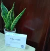 Human liquid probiotics with 3 billions spores of Bacillus clausii, Bacillus subtilis - LIVESPO COLON