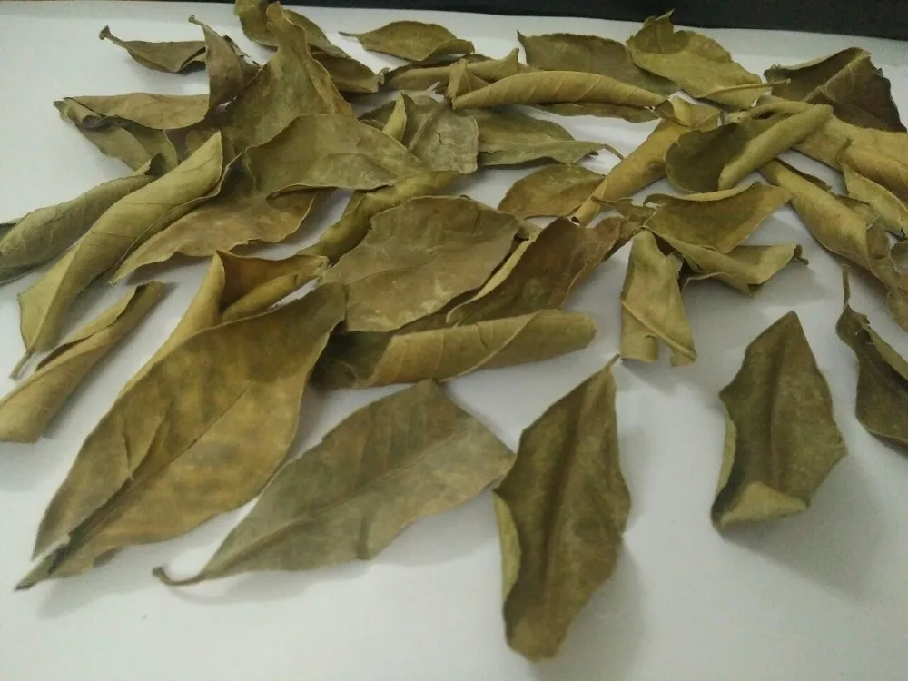 Dried Lemon Leaf / Lime Leaf - Buy Lime Leaf,Lemon Leaf,Dried Lemon ...