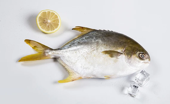 eu standard good price frozen golden pomfret golden pompano fish