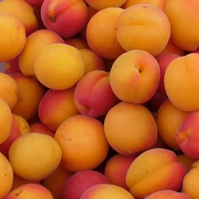 apricots fresh stone fruits