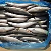 good quality frozen pacific mackerel fish, frozen fish companies for sale