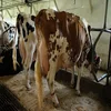 Highly Pregnant Dutch Holstein Heifers cows/Holstein heifers / Friesian cattle , Aberdeen Angus Fattening Beef,Live Dairy Cows!!