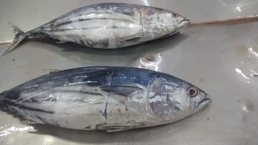 SKIPJACK TUNA WHOLE.jpg