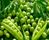 Pea - snow