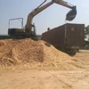 Eucalyptus/Pine/Rubber/Acacia Wood Chip for Paper Pulp, MDF, PB, Power Plant