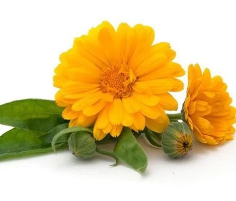 
Calendula premium quality Co2 extract 100% organic 