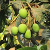 FRESH MANGO/ SWEET SOFT YELLOW MANGO Fresh Mangoes Raw Fresh Quality Mangoes