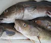 Pacific cod and Atlantic cod fish at factory prices