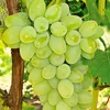 fresh Sultana Grape