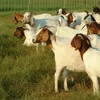 Healthy Boar Goats