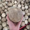 Basic Polished Semi Husked Coconut - Vietnam Origin - New Crop 2019