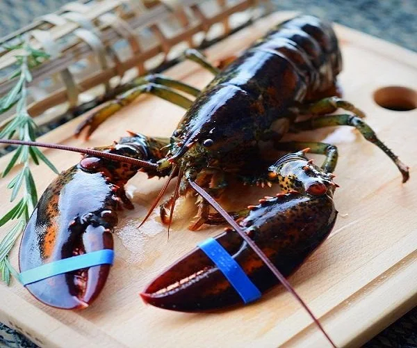 frozen and live lobsters, fresh & frozen lobster/live boston