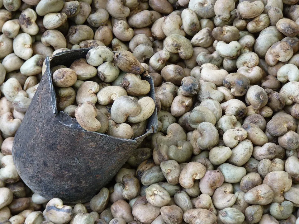 First Quality Cashew Nuts In Africa For Sale Buy Specification For