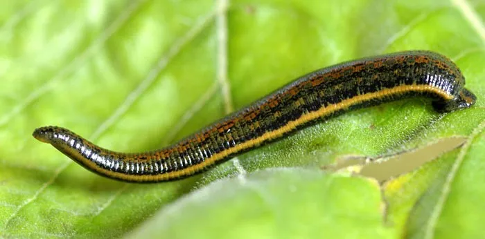 leech insect