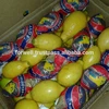 Fresh fruits from Egypt citrus fruits in egypt like lemons and oranges all kinds