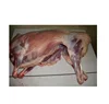 frozen lamb carcass/Sheep/mutton