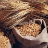 high quality Natural Whole Wheat Grain Dried Style Wheat for Bread Making.