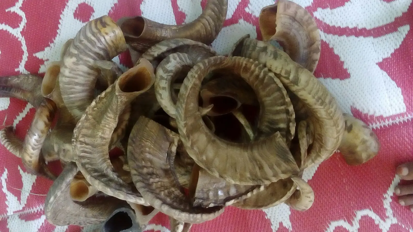 Natural Ram Horn Buy Natural Ram Horn,Ram Horns For Sale,Polished Ram