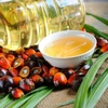 /product-detail/food-grade-malaysia-hydrogenated-rbd-palm-oil-62009567157.html
