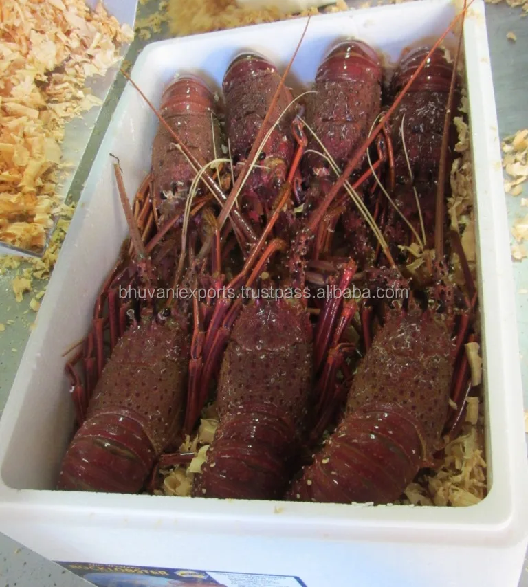 Live Caribbean Spiny Lobsters/seafood! Buy Lobsters,Live Spiny