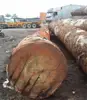 70-80cm and up diameter wood logs tali logs round logs
