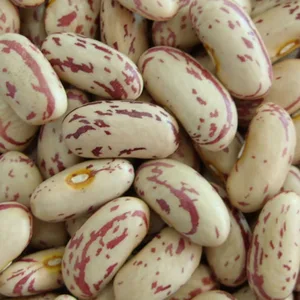 dried pinto bean