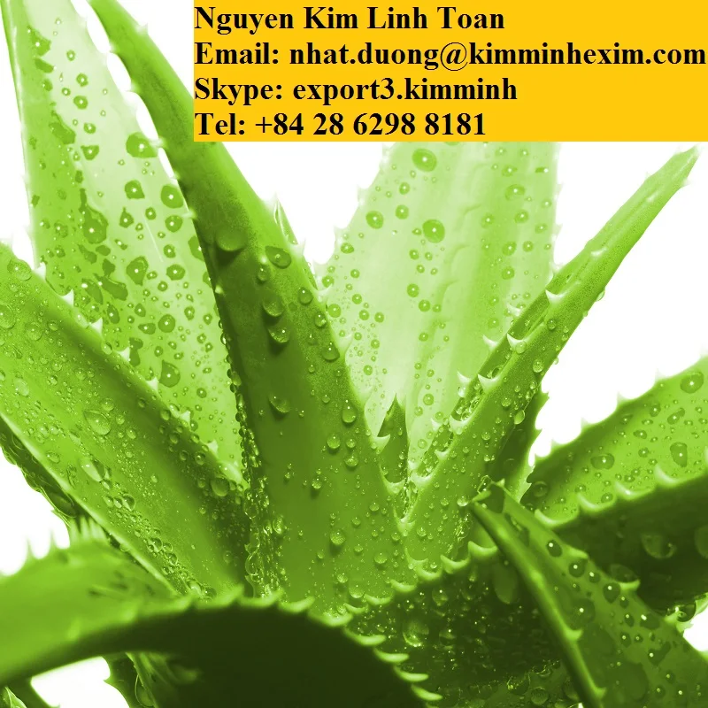 ALOE VERA LEAVES .jpg