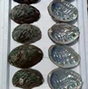 shell abalone Vietnam ( Ms.Vivian +84 357122035 )