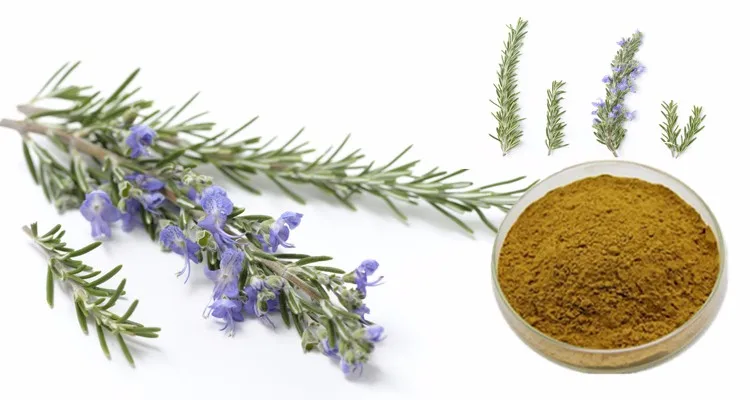 organic rosemary leaf extract powder hplc rosemay acid