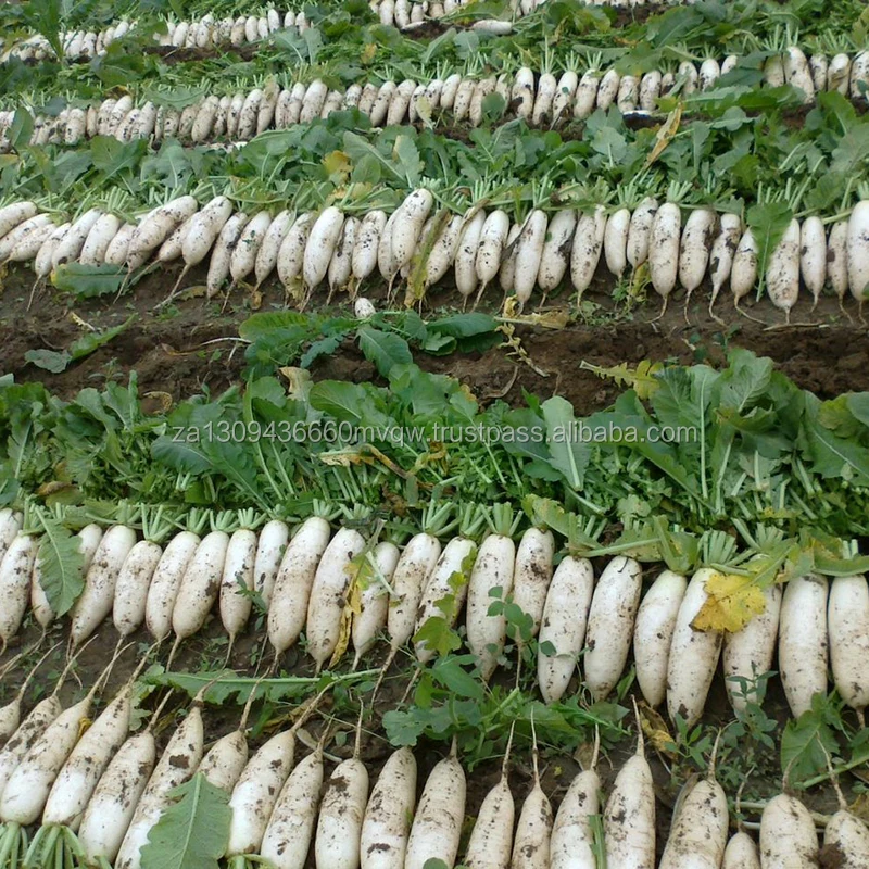 Natural Fresh White Radish Export Quality Buy White Radish Seed,Radish Extract,Red Radish Seed