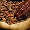High Grade Cocoa Beans and Cocoa Nibs