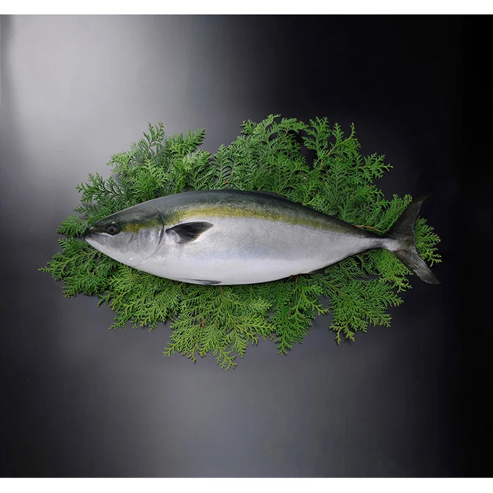 top quality contains vitamin e whole round yellowtail fish on