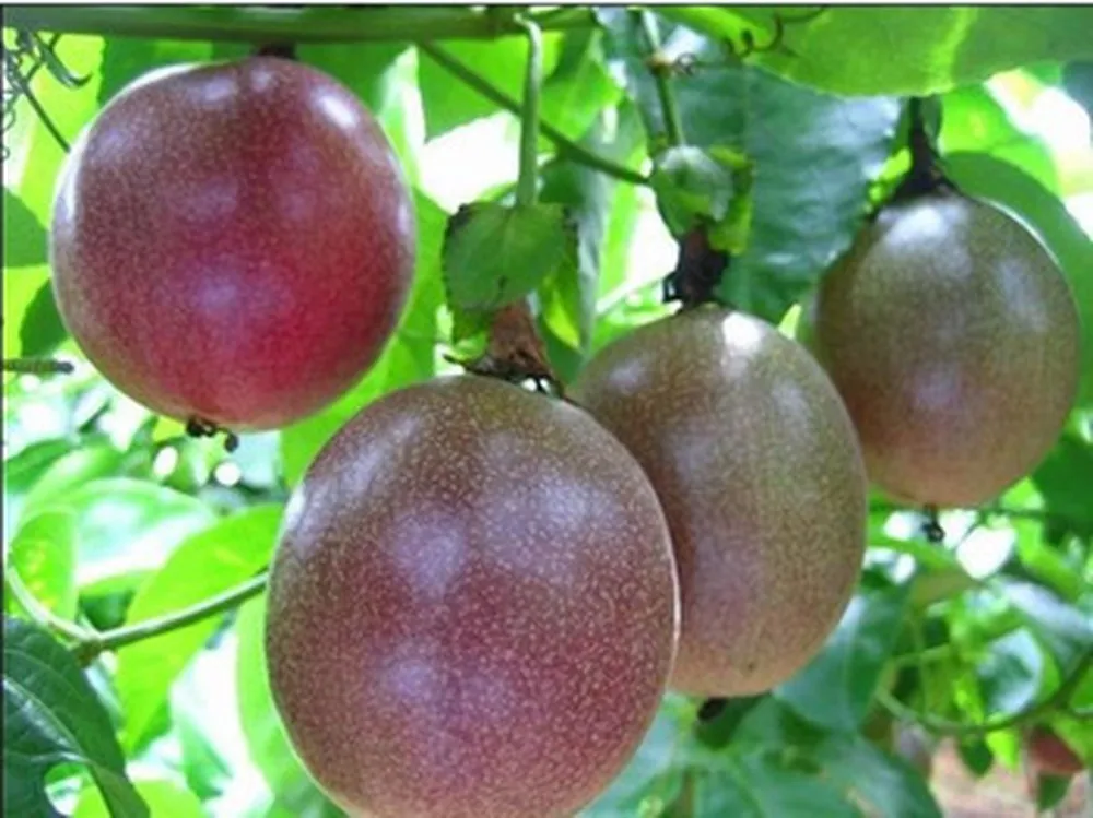 Natural Fresh Passion Fruit From Viet Nam With Good Price / Bella +84