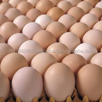 Best Offer Chicken Eggs For Sale Buy Fertilized Chicken Eggschicken Eggs In Bulkduck Eggs For Sale Product On Alibabacom