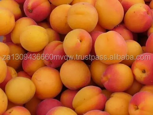apricot 1.jpg