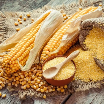 PREMIUM QUALITY MAIZE GRAINS FOR EXPORT, View yellow corn grains for sale, NIK-MAY EXPORTS LLP Product Details from NIK-MAY EXPORTS LLP on Alibaba.com
