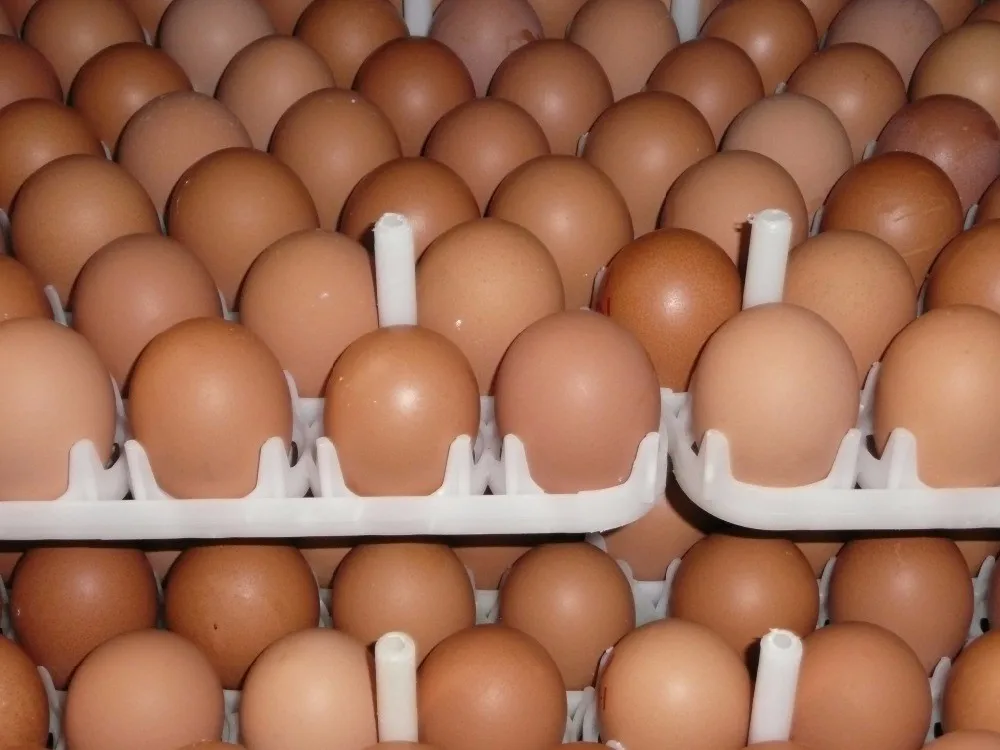 Farm Fresh Chicken Table Eggs Brown And White Shell Chicken Eggs Buy