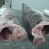 frozen sword fish hgt marine swordfish