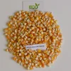 New Crop of Small Round Yellow Maize