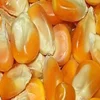 Premium Quality Cattle feeds Dried Yellow Corn For Sale