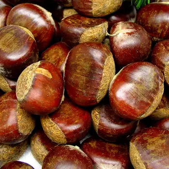 chestnut chestnuts colossal nuts raw nut fresh trees dried tree heartnut zone stark bro chinese westfield fruit walnut homestead starkbros