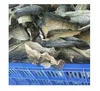 BEST PRICE BASA FISH SKIN ( Ms.Sandy 0084587176063)