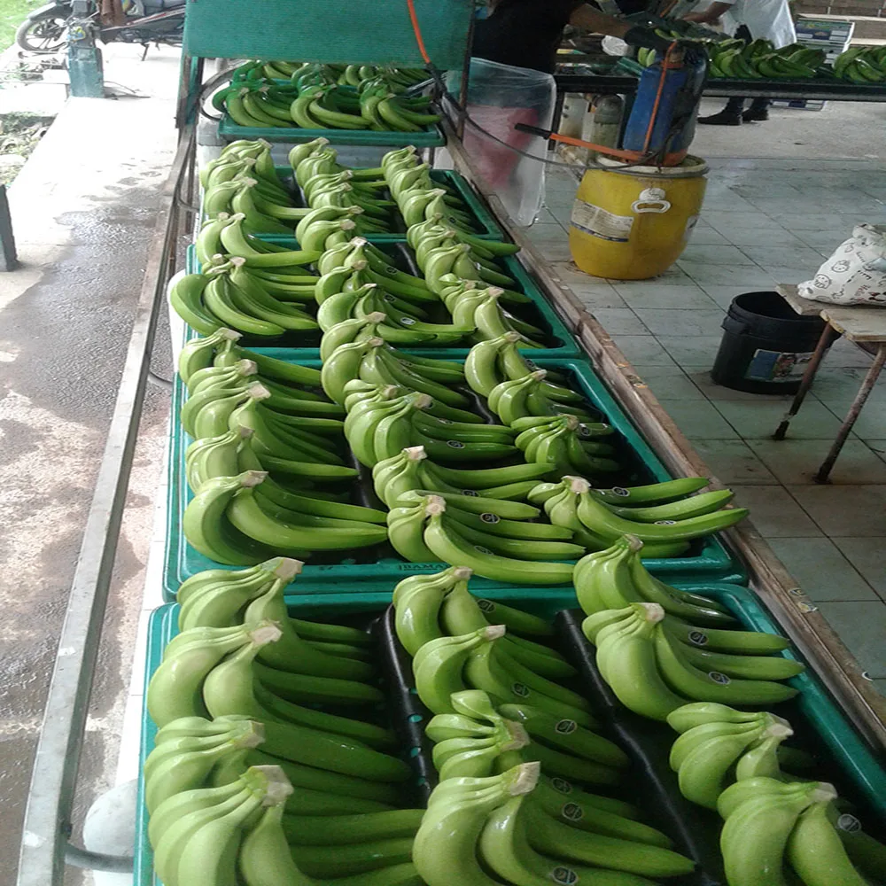 
BANANAS from Ecuador 