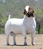 HIGH QUALITY 100% Full Blood Boer Goats for sale at good prices for sale