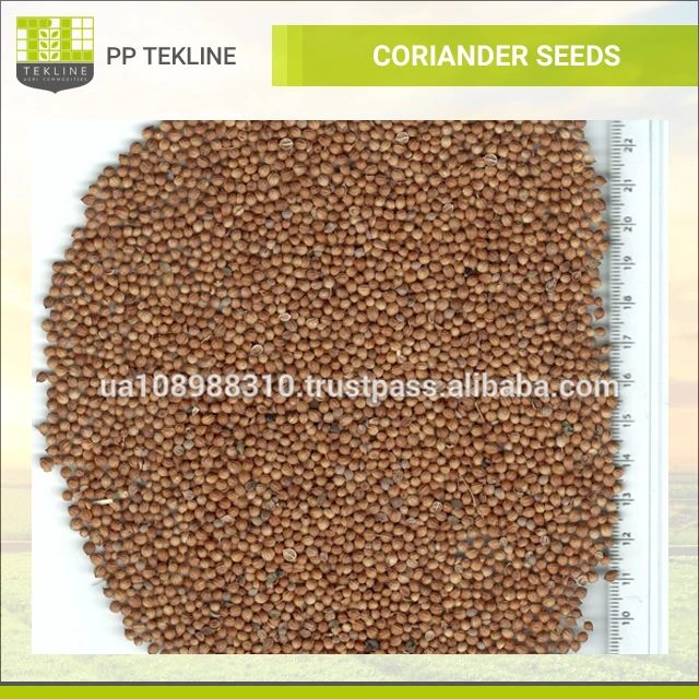 coriander seeds图片