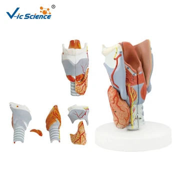Human Anatomy Throat Model,Larynx Model,Throat Anatomical Model - Buy