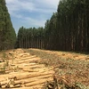Factory Price Good Quality Wholesale Chilean Lumber Eucalyptus Nitens Logs