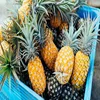 Fresh Fruit Pineapple Types Available