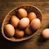 /product-detail/quality-brown-table-eggs-fresh-white-and-brown-table-eggs-50037119623.html